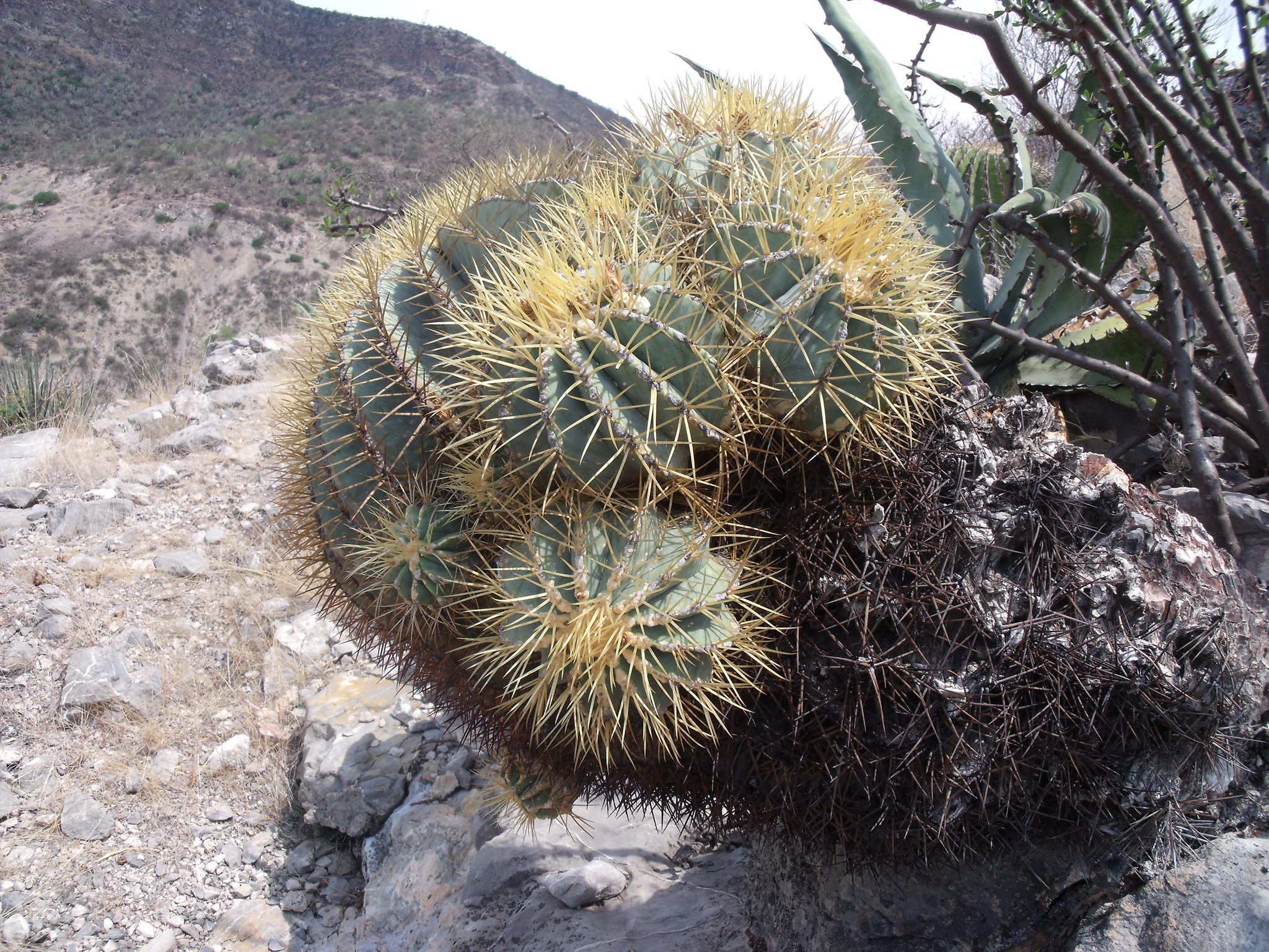 Ferocactus glaucescens